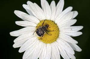 Chafer Beetle on daisy.