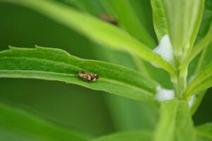 Adult Spittle Bug outside the spittle mass.