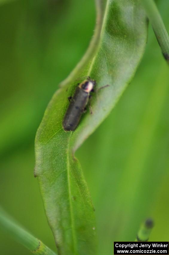 Lightning Beetle resting during the day (1)