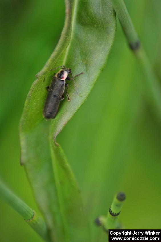 Lightning Beetle resting during the day (2)