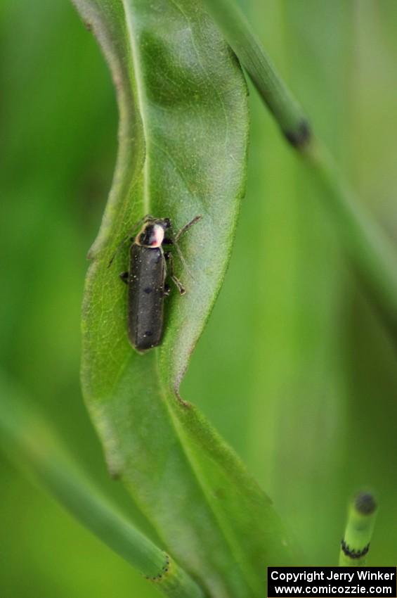 Lightning Beetle resting during the day (3)