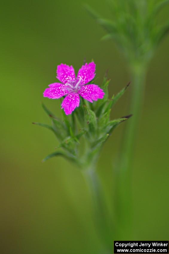 Deptford Pink (Dianthus armeria)