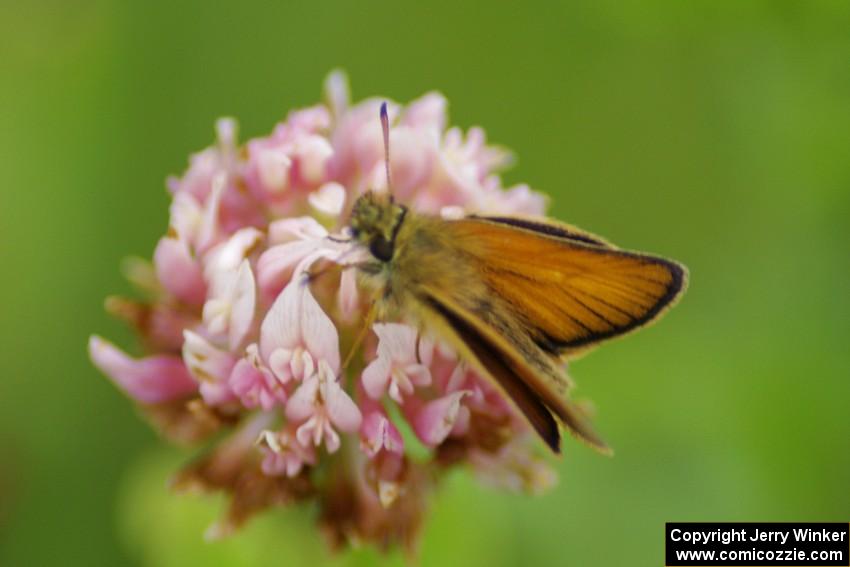 Least Skipper Butterfly