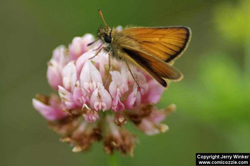 Least Skipper Butterfly