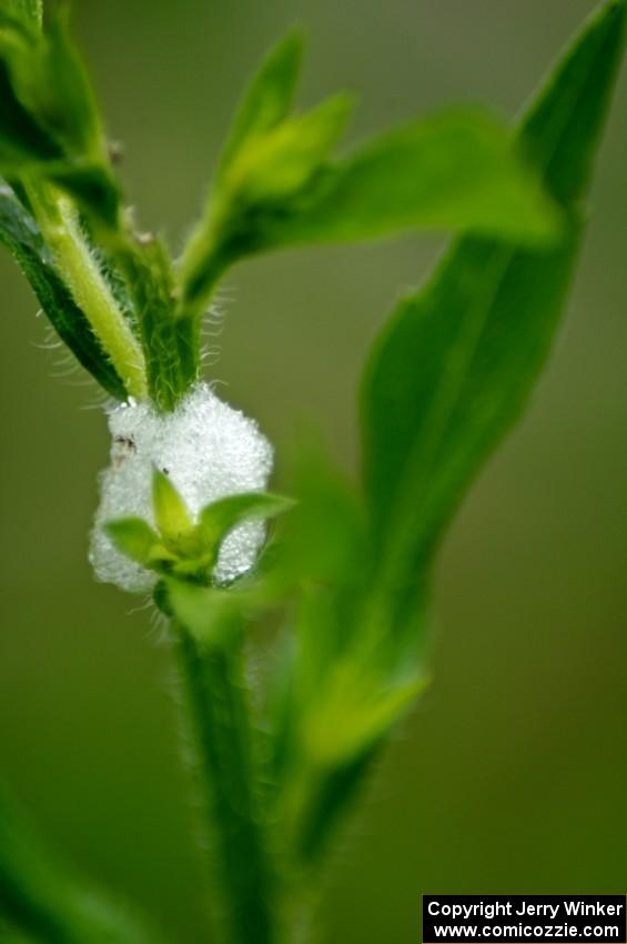 Spittle Bug inside his spittle mass