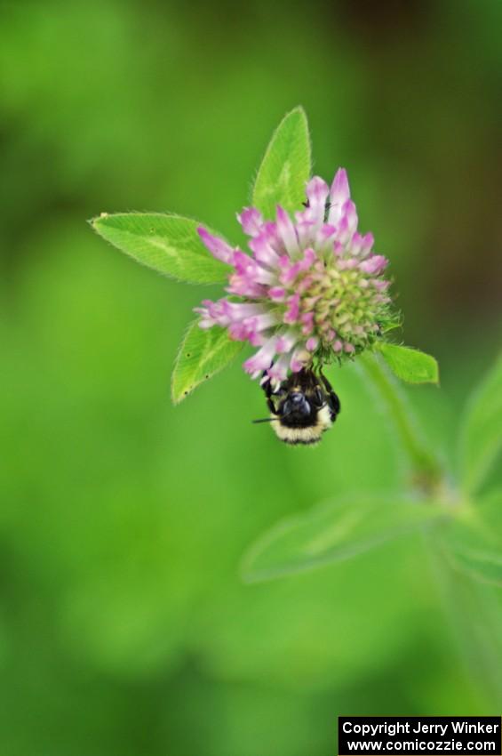 Bumblebee on clover