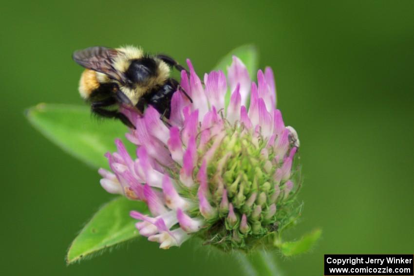 Bumblebee on clover