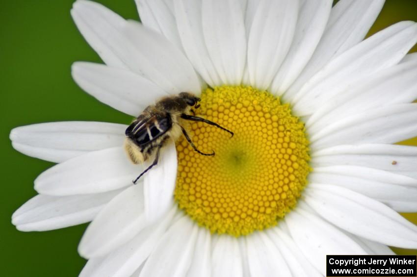 A small chafer beetle trying to tear off a daisy petal.(1)