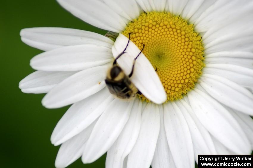 A small chafer beetle trying to tear off a daisy petal.(2)