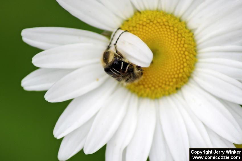 A small chafer beetle trying to tear off a daisy petal.(3)