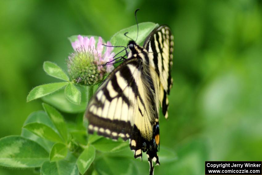 Tiger Swallowtail on clover