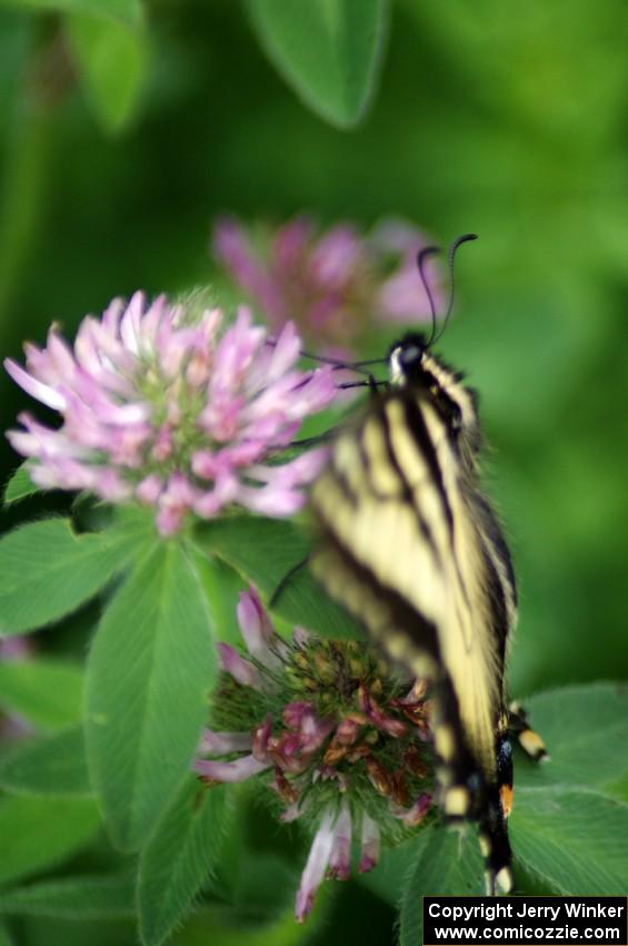 Tiger Swallowtail on clover