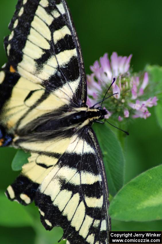 Tiger Swallowtail on clover