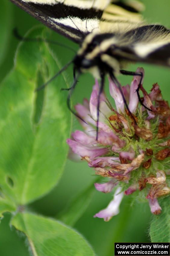 Tiger Swallowtail on clover