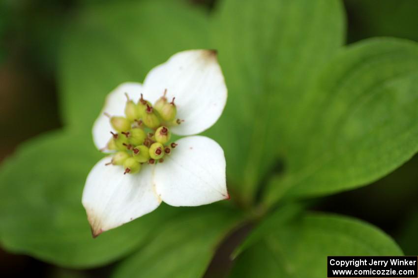 Bunchberry in blossom