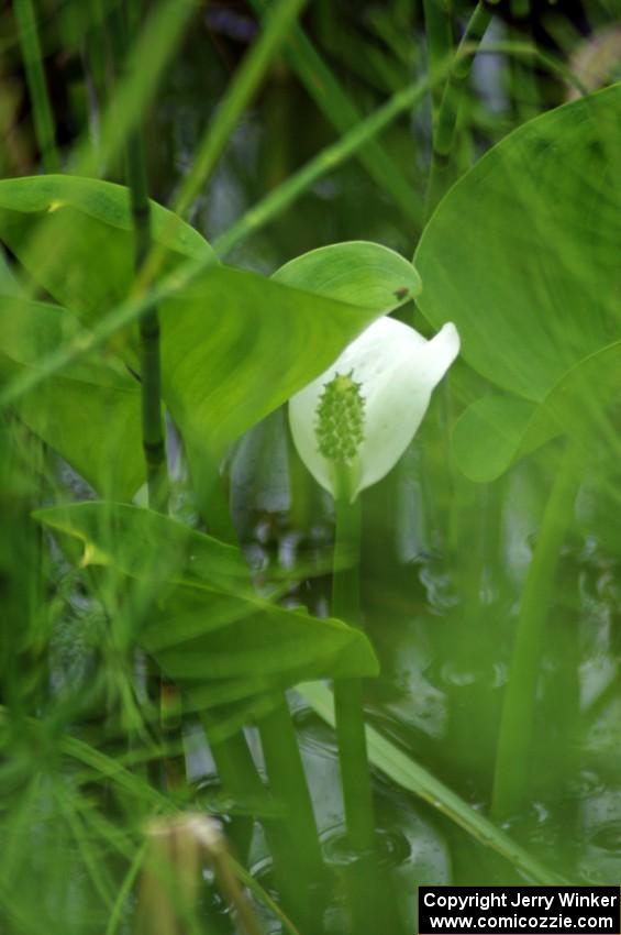 Wild Calla Lily bloom