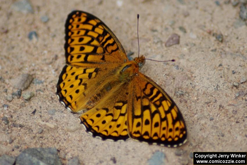 Great-Spangled Fritillary Butterfly