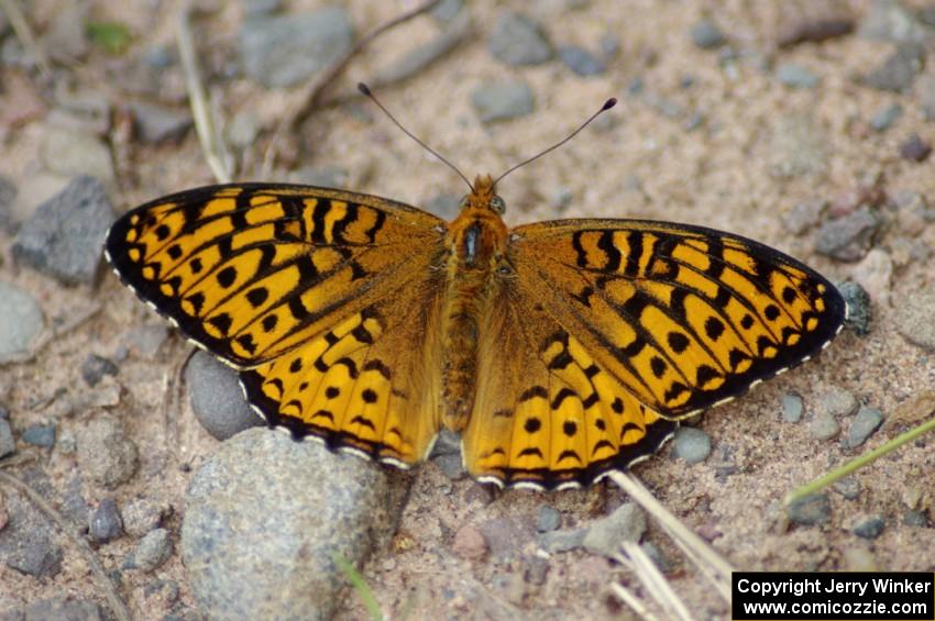 Great-Spangled Fritillary Butterfly