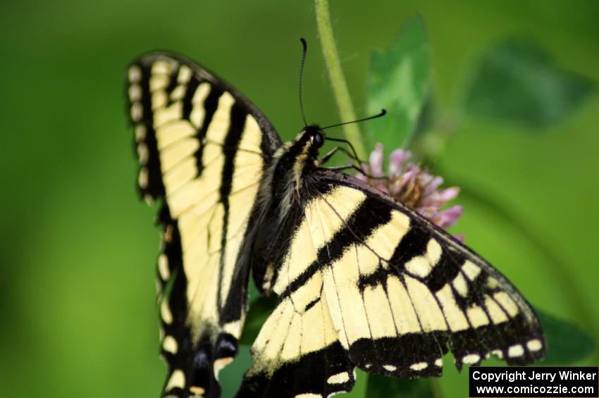 Tiger Swallowtail on clover