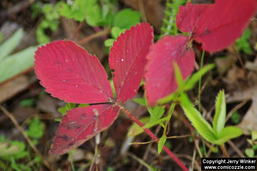 Wild Strawberry leaves turning color