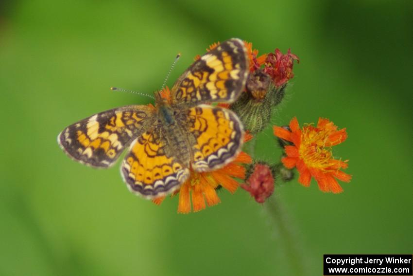 Crescent Butterfly