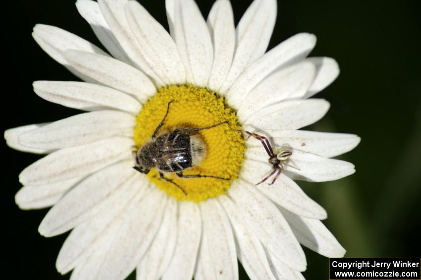 Chafer Beetle and spider on daisy.