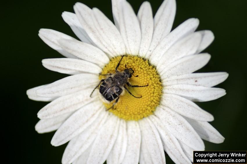 Chafer Beetle on daisy.