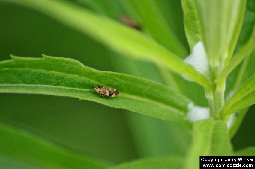 Adult Spittle Bug outside the spittle mass.