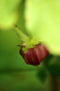 Trillium ovary