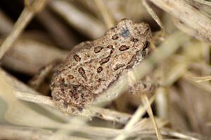 A small toad tries to blend in.