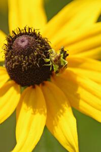 Ambush Bugs on a Black-Eyed Susan