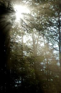 Dusty roads makes for a photogenic sky among the trees.