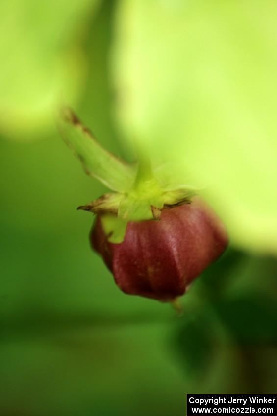 Trillium ovary