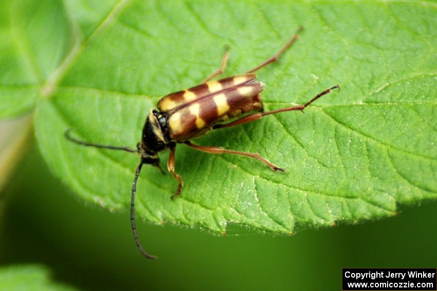 Longhorn Beetle on Wild Raspberry