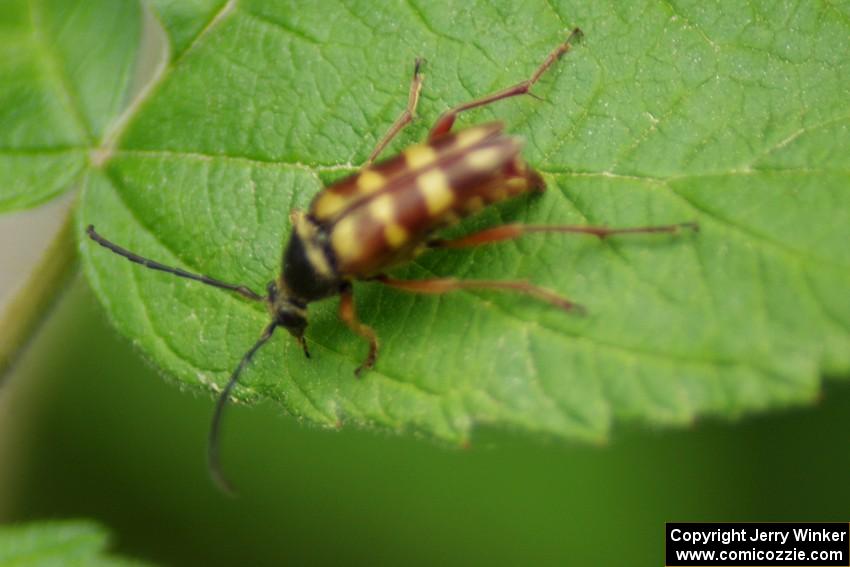 Longhorn Beetle on Wild Raspberry