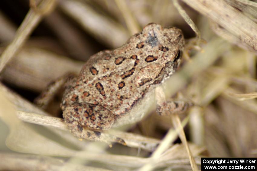 A small toad tries to blend in.