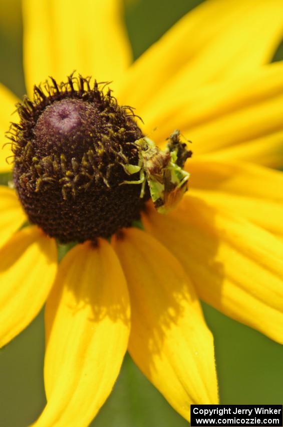 Ambush Bugs on a Black-Eyed Susan