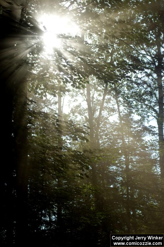 Dusty roads makes for a photogenic sky among the trees.