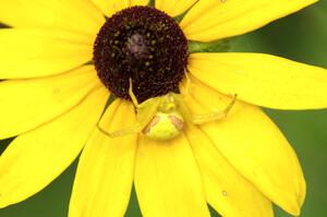 Goldenrod Crab Spider resting on a Black-eyed Susan