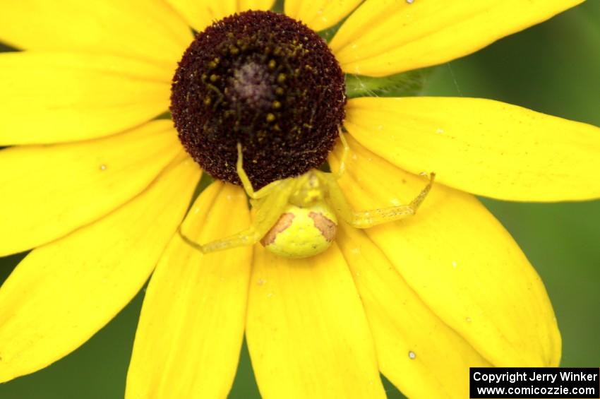 Goldenrod Crab Spider resting on a Black-eyed Susan