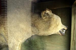 Lobo, the sheep-killing wolf, on display in downtown Bemidji.