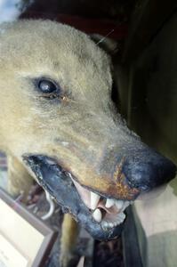 Lobo, the sheep-killing wolf, on display in downtown Bemidji.