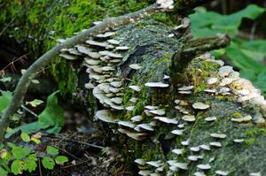 Traditional mushroom shot of 2010 Ojibwe Forests Rally.