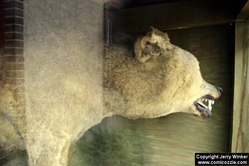 Lobo, the sheep-killing wolf, on display in downtown Bemidji.