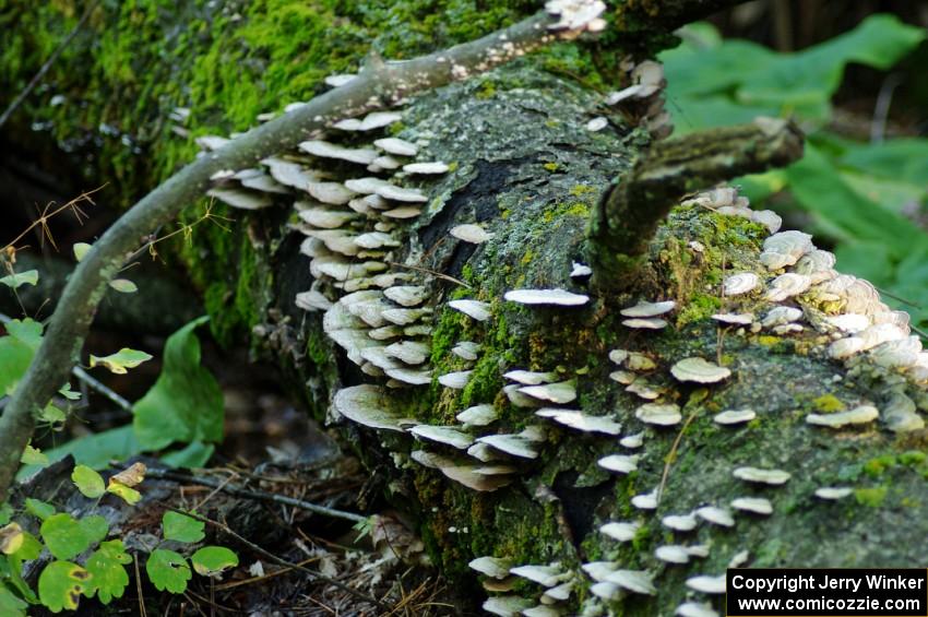 Traditional mushroom shot of 2010 Ojibwe Forests Rally.