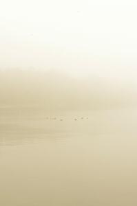 Early morning fog rolls off Lake Bemidji while a few ducks relax while swimming.