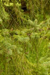 Massive orb-weaver spider web with dew on it.