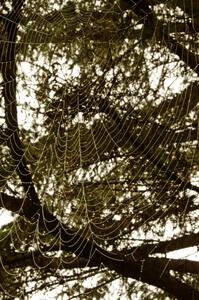 Massive orb-weaver spider web with dew on it.