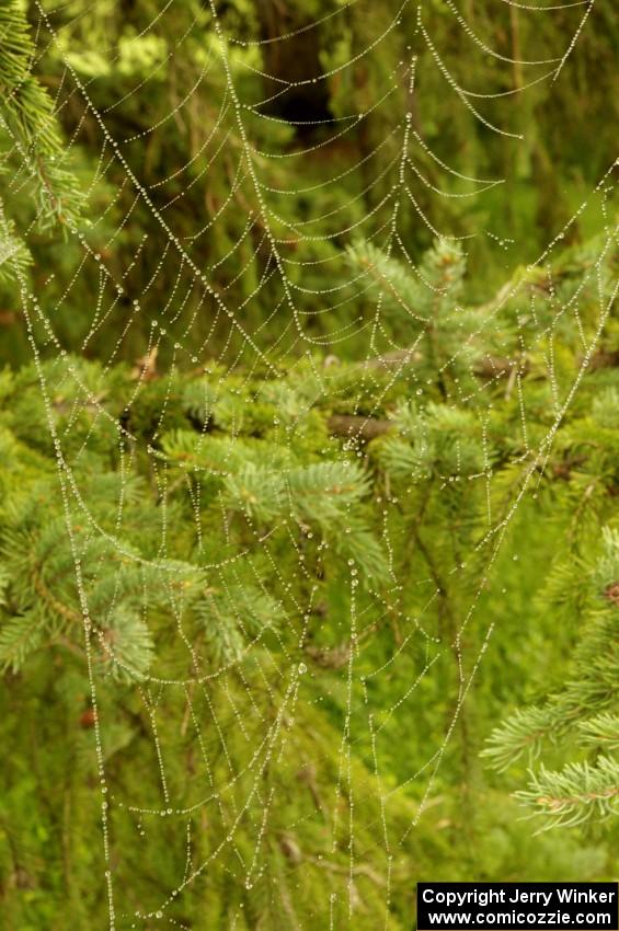 Massive orb-weaver spider web with dew on it.