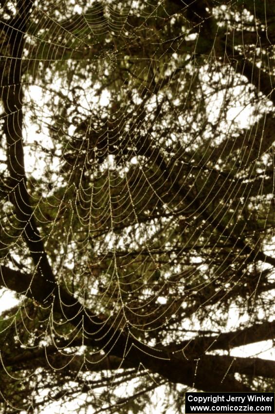 Massive orb-weaver spider web with dew on it.